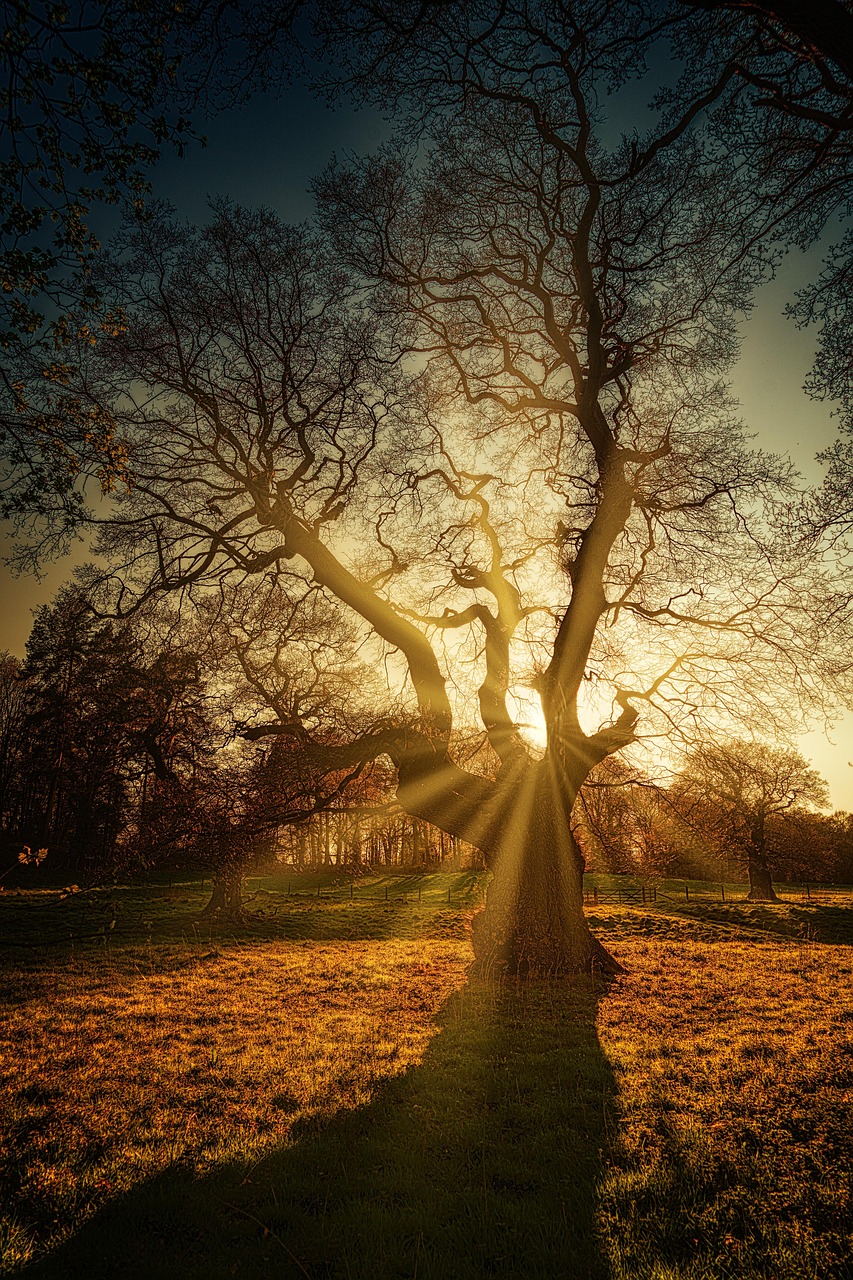 Arbre symolisant l'inconscient