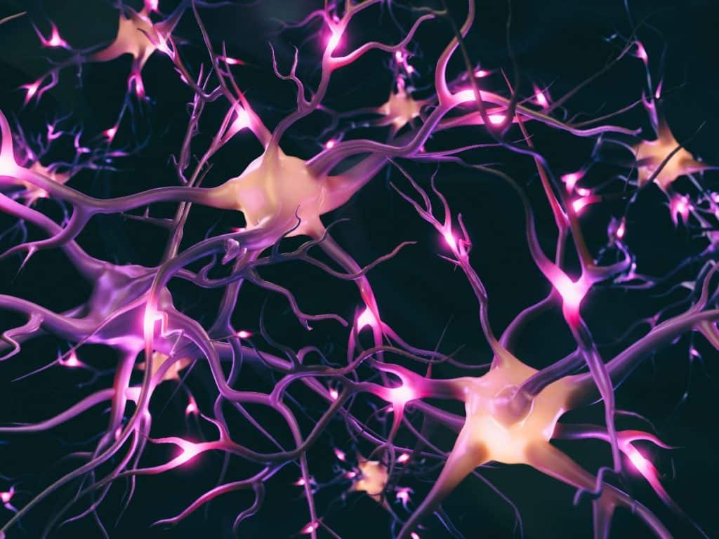système neuronal