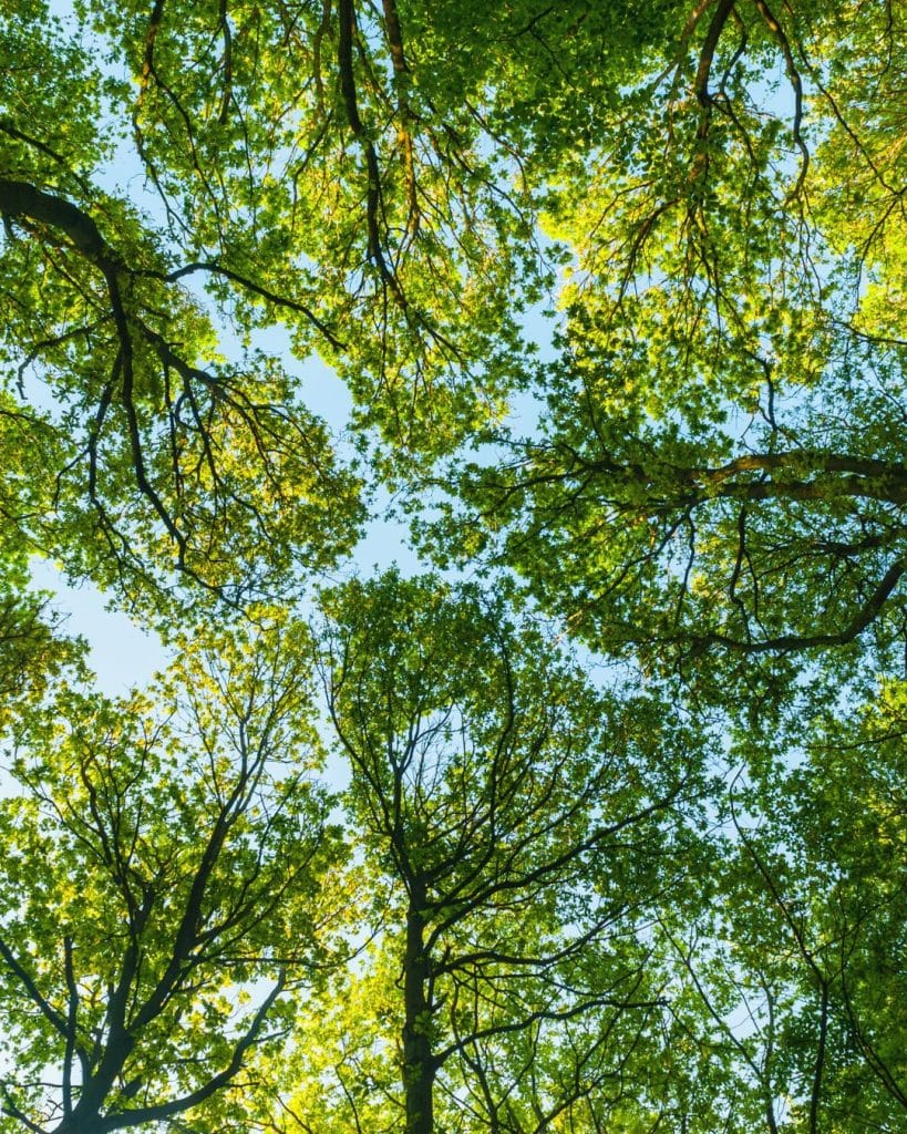 Chemin en pleine nature symbolisant le cheminement vers la confiance en soi